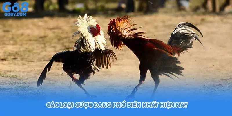 Các loại cược đang phổ biến nhất hiện nay