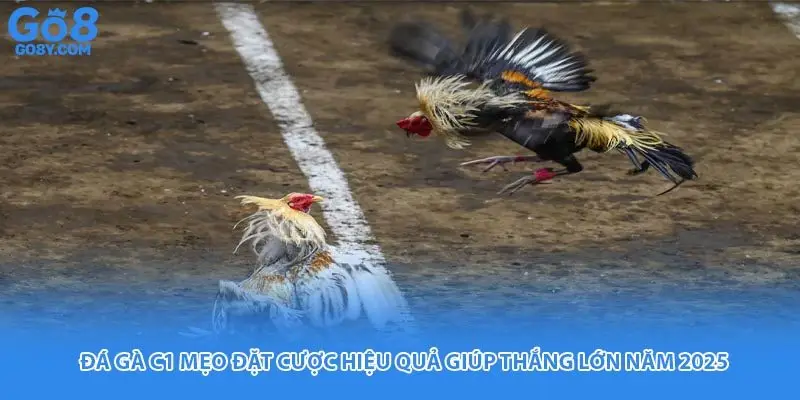 Đá Gà C1 Mẹo Đặt Cược Hiệu Quả Giúp Thắng Lớn Năm 2025
