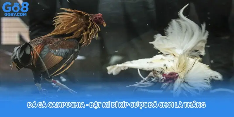 Đá gà campuchia
