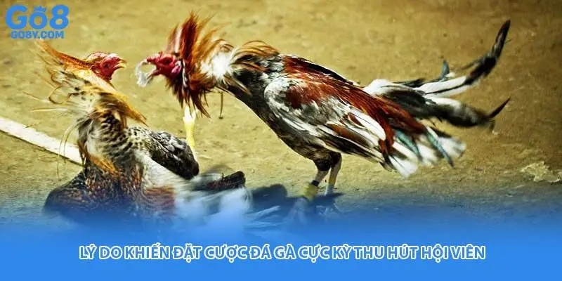 Lý do khiến đặt cược đá gà cực kỳ thu hút hội viên